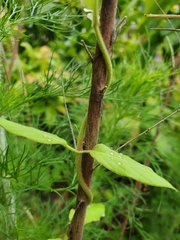 Thyrsanthella difformis