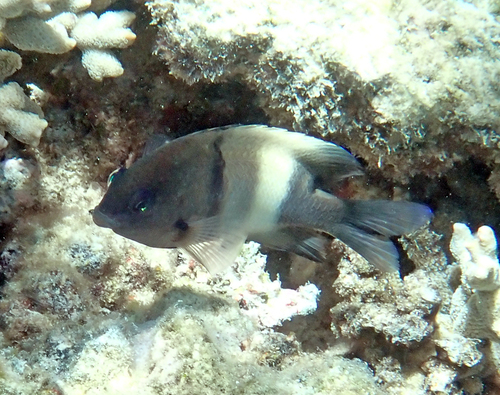 Stegastes albifasciatus observed 2026-10-19