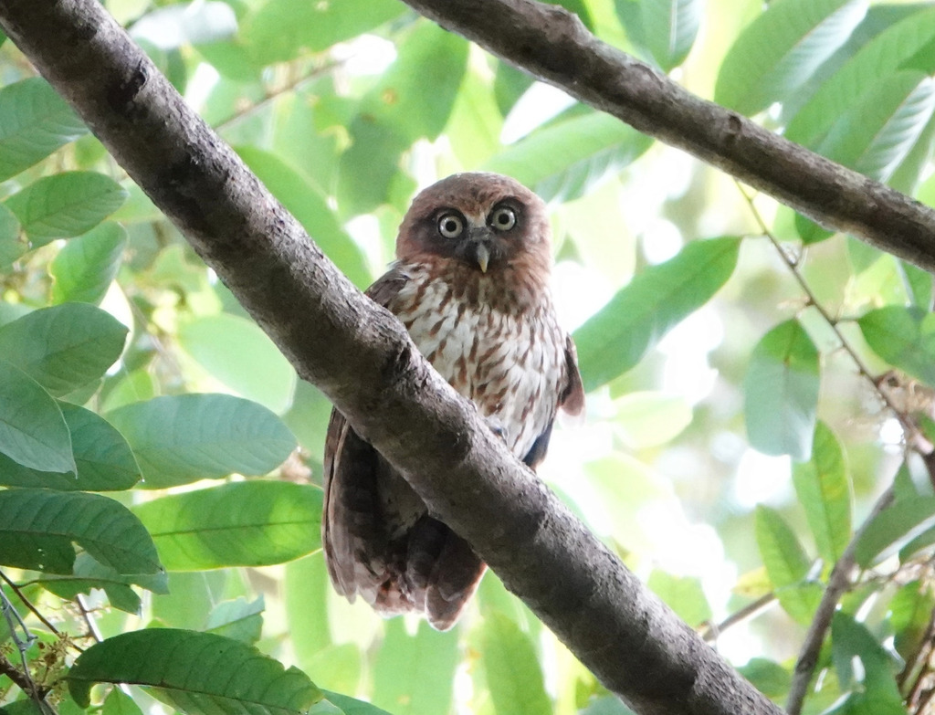 Ninox meeki