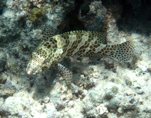 Epinephelus merra observed 2026-10-19