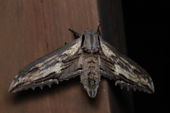 Langia zenzeroides nawai