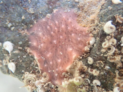 Aplysilla observed 2026-10-15