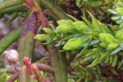 Juniperus communis charlottensis