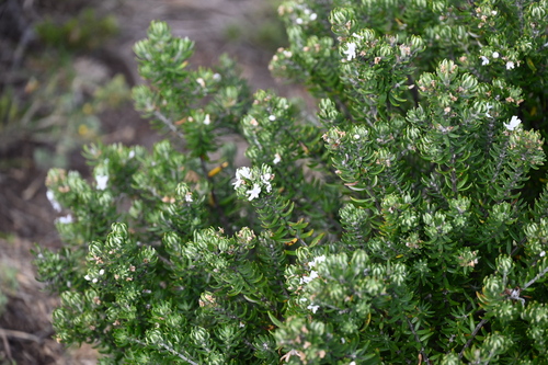 Westringia fruticosa observed 2026-10-21