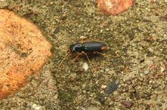Neotetracha