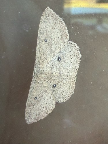 Cyclophora observed 2026-10-21