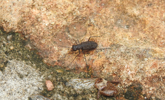 Cicindela papillosa