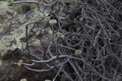 Aeonium arboreum