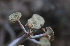 Aeonium arboreum