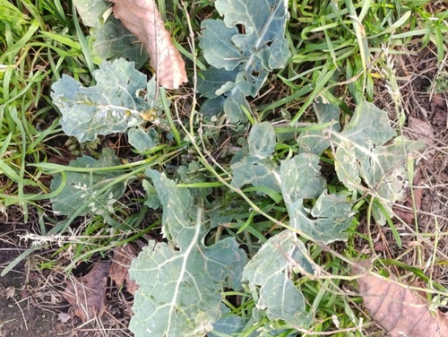 Brassica rapa observed 2026-10-21