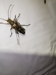 Anthophylax attenuatus