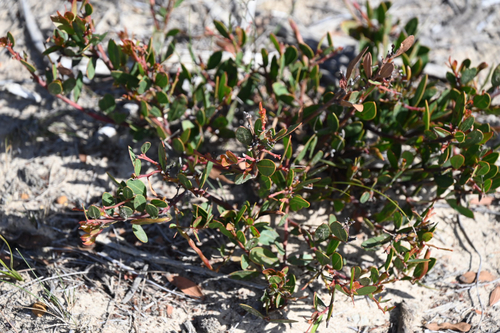 Acacia myrtifolia observed 2026-10-21