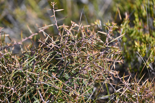 Hakea ulicina observed 2026-10-21