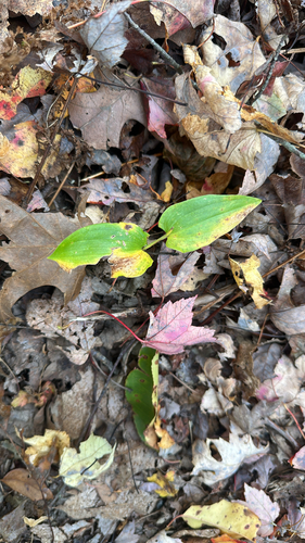 Maianthemum canadense observed 2026-10-21