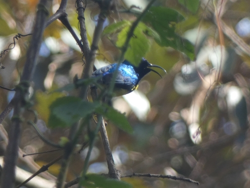 iNaturalist image