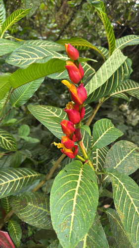 Sanchezia oblonga observed 2026-10-10
