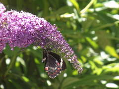 Papilio aegeus aegeus