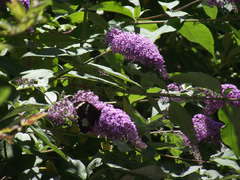 Papilio aegeus aegeus