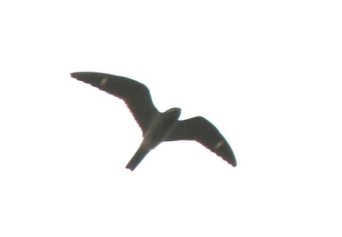 Common Nighthawk