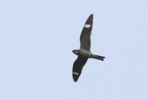 Common Nighthawk