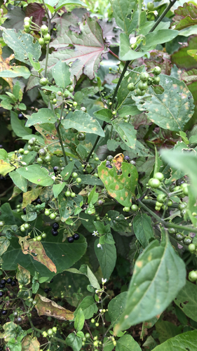 Solanum americanum observed 2026-10-21