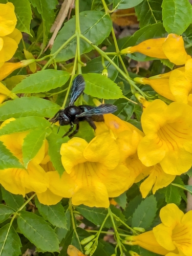 Western Carpenter Bee