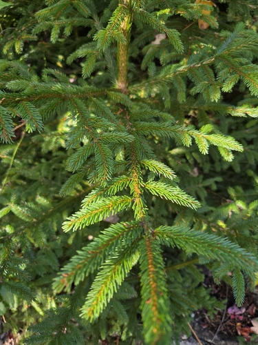 Picea rubens observed 2026-10-20