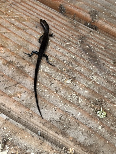 Lampropholis delicata observed 2026-10-20