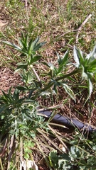 Eryngium caeruleum