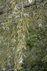 Salix