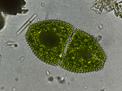 Cosmarium ovale, 2026-10-19