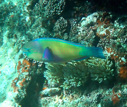 Chlorurus japanensis observed 2026-10-19