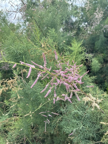 Tamarix chinensis