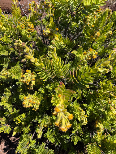 Dubautia menziesii observed 2026-10-14