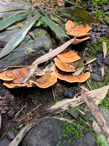 Microporus observed 2026-10-13