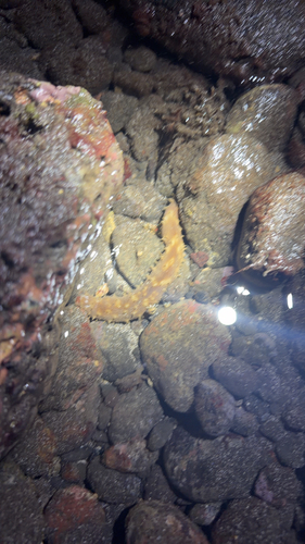 Holothuria hilla observed 2026-10-09