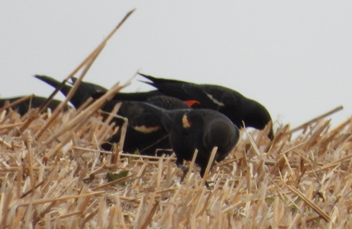 Agelaius tricolor observed 2026-10-21