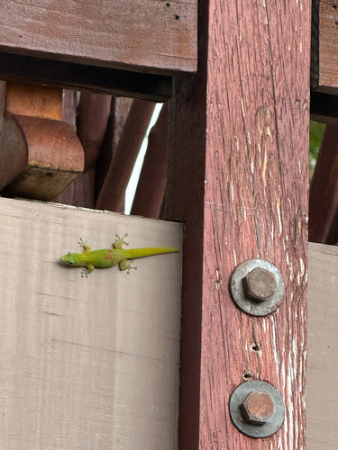 Phelsuma laticauda observed 2026-10-17