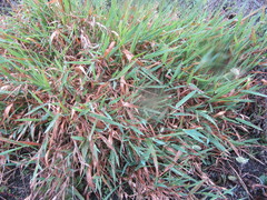 Phalaris californica