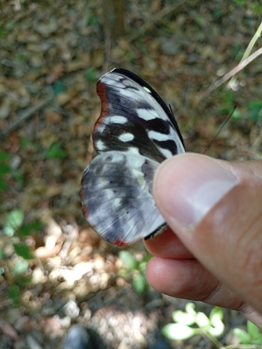 Unspotted Firewing