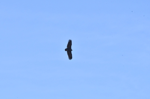 iNaturalist image