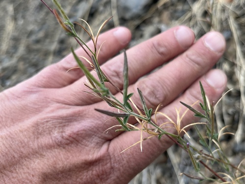 Epilobium brachycarpum, 2026-10-21