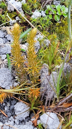 Huperzia australiana observed 2026-10-19