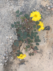 Oxalis dombeyi