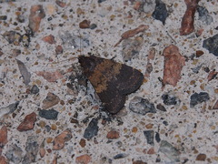 Hydrillodes lentalis