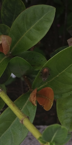 Hairy Darkling Beetle