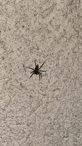 Lycosoides coarctata