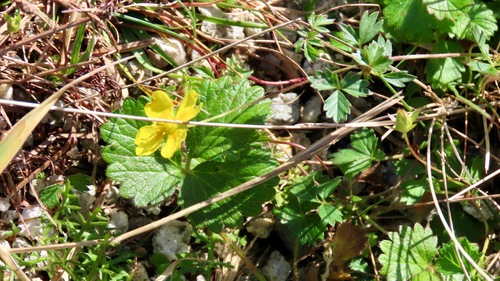 dwarf cinquefoil