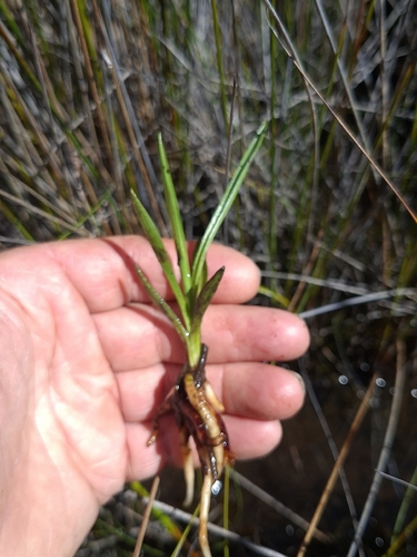 Spiranthes australis observed 2026-10-21