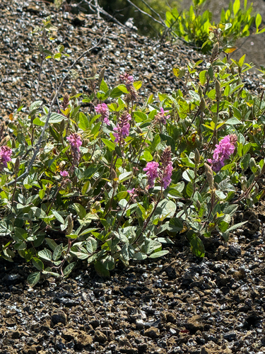 Desmodium, 2026-10-21